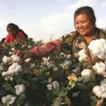 Xinjiang-cotton-production-336x239