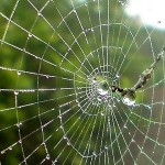 Spider-web
